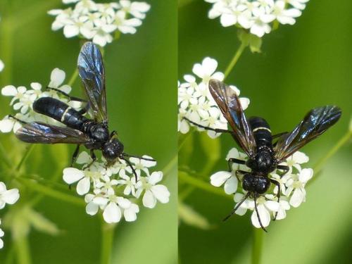 Cephaledo bifasciata bifasciata